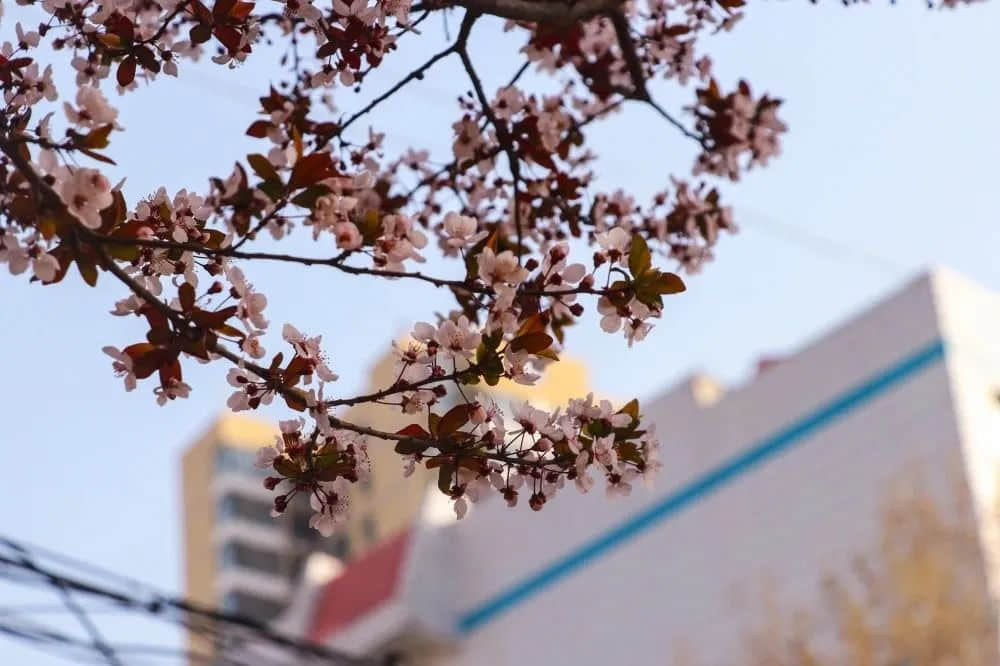 校園春色早 繁花次第開丨私立一中與您相約美麗春天