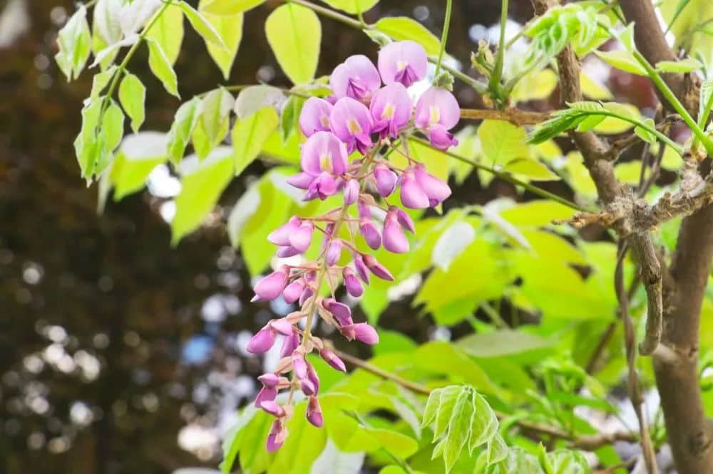 校園春色早 繁花次第開丨私立一中與您相約美麗春天