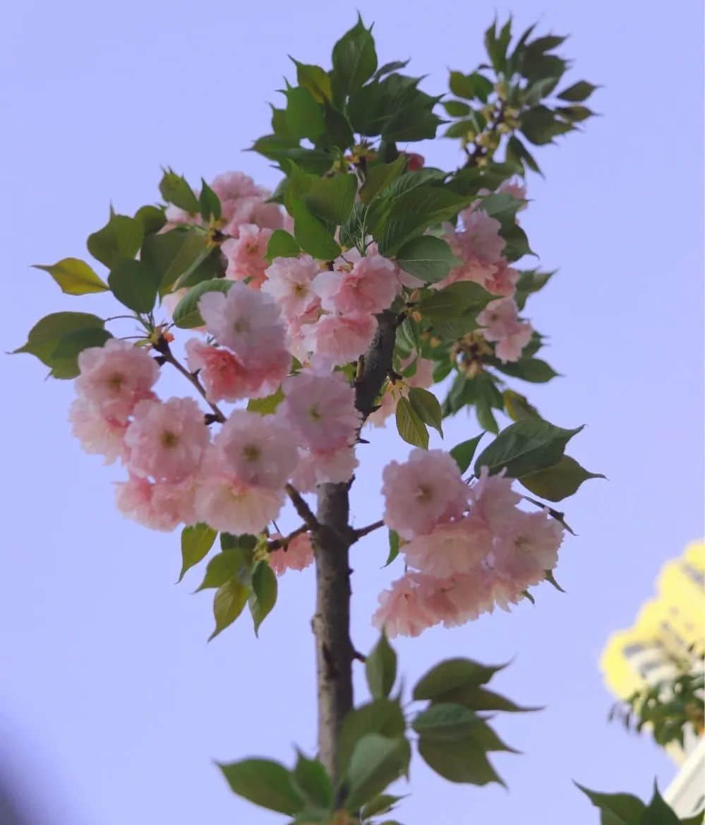 校園春色早 繁花次第開丨私立一中與您相約美麗春天