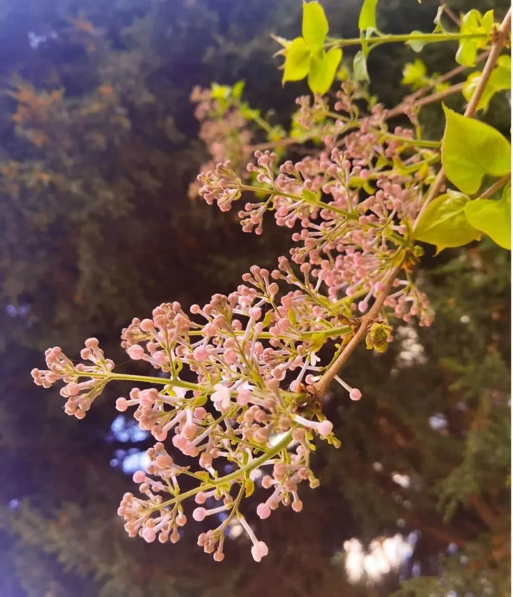 校園春色早 繁花次第開丨私立一中與您相約美麗春天