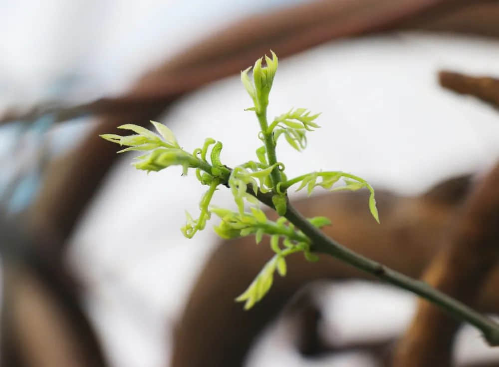 校園春色早 繁花次第開丨私立一中與您相約美麗春天