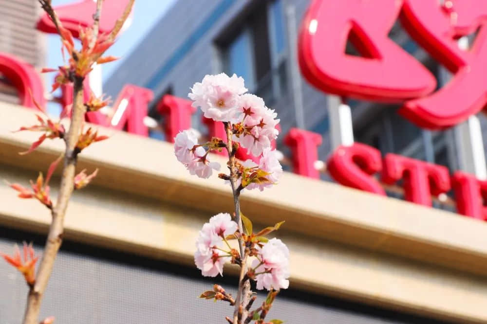 校園春色早 繁花次第開丨私立一中與您相約美麗春天