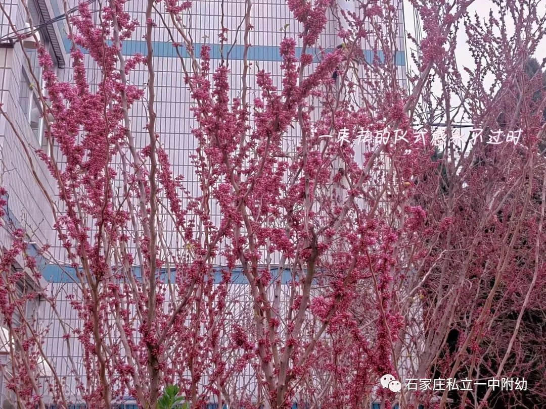 【幼之育】邂逅春日，“幼”見花開