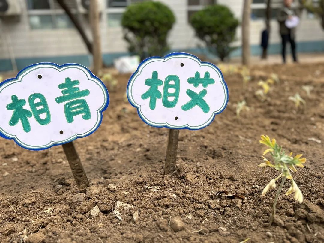 【立小?生命教育】尋味種植園 探秘中草藥｜三年級(jí)百草園種植課程開(kāi)啟儀式