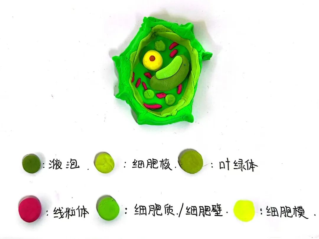 【立小 ? 教學(xué)】以細(xì)胞之微 展生命之美｜六年級(jí)生命教育項(xiàng)目式主題展